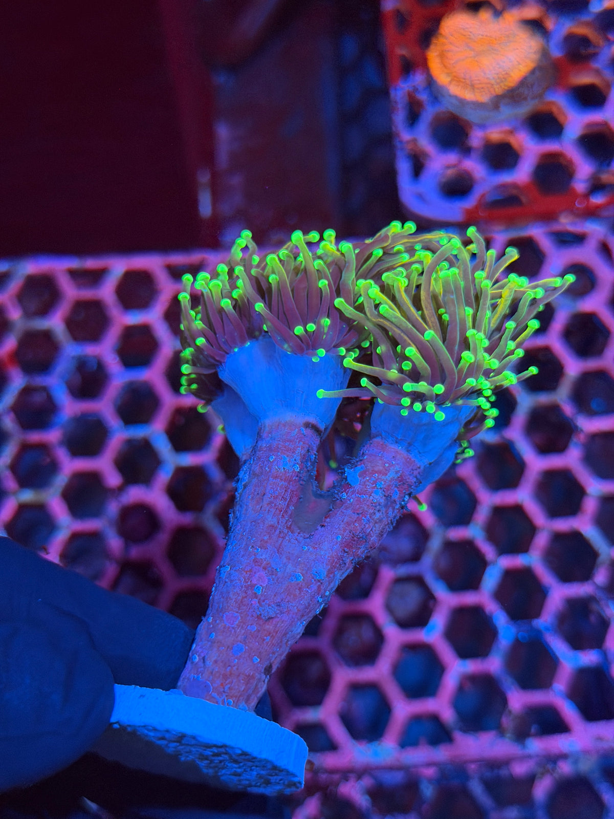 JEA Freezer Burn Torch Coral Colony 5 Heads Splitting XXXL 11/2