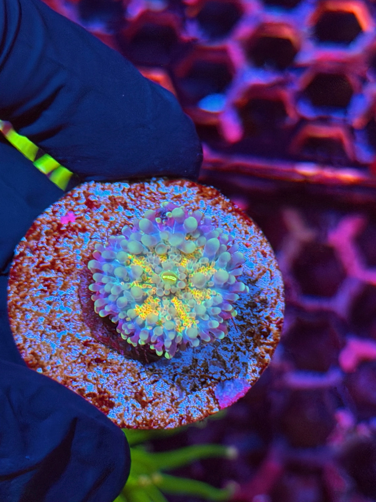 JEA Funkadelic Yuma Mushroom Coral 11/1