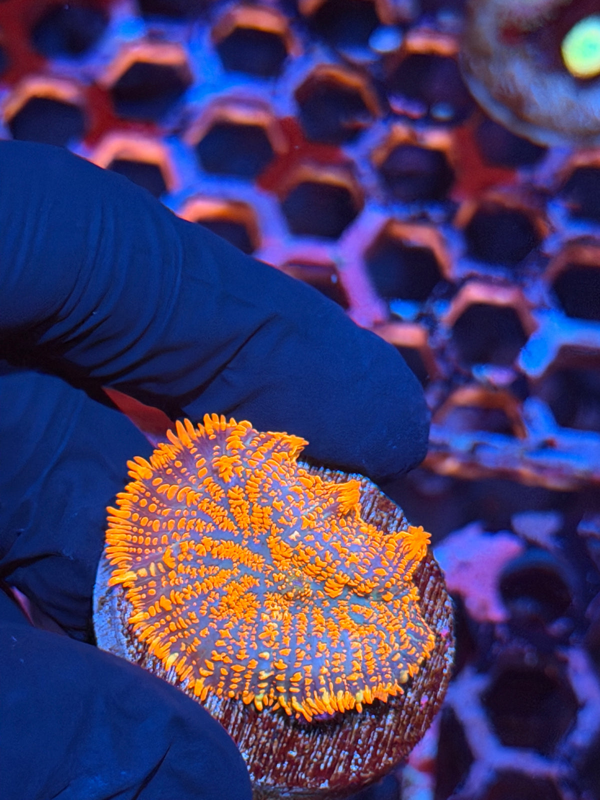 JEA Flamethrower Mushroom Coral 11/2