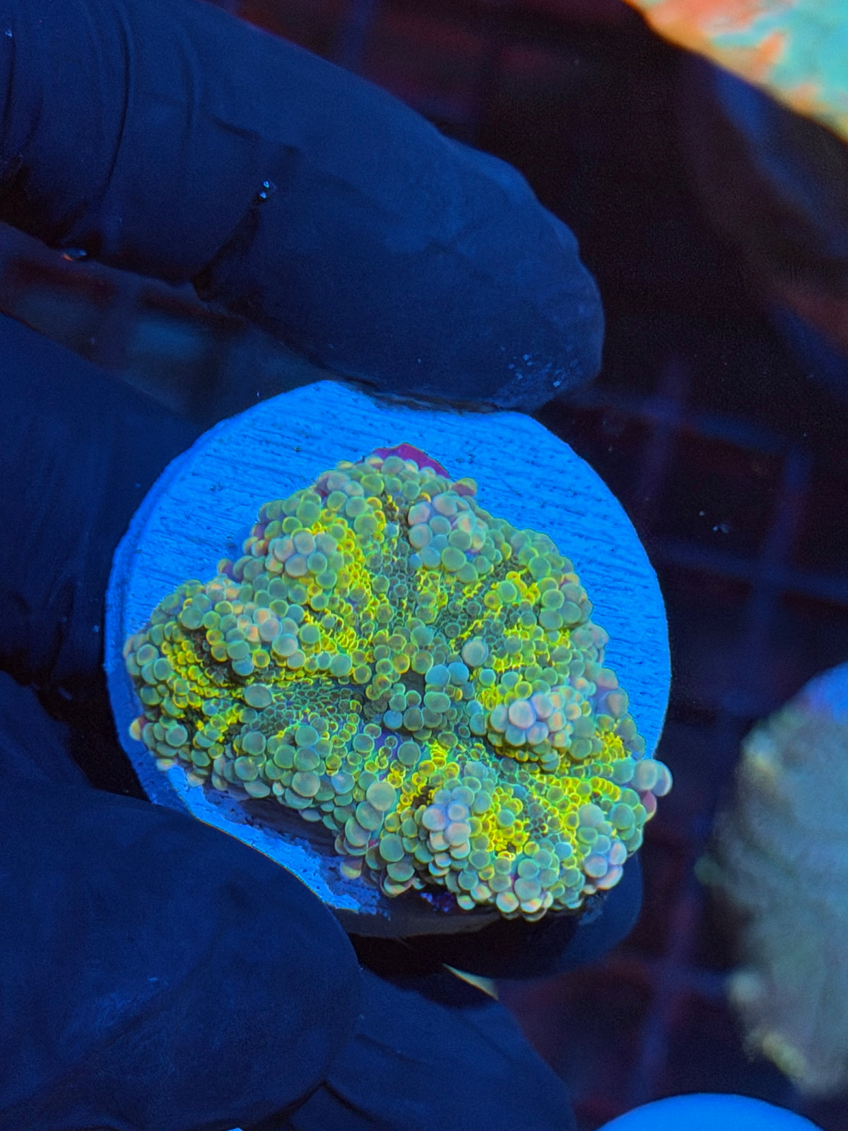 JEA  Rainbow Unicorn Yuma Mushroom Coral 11/2