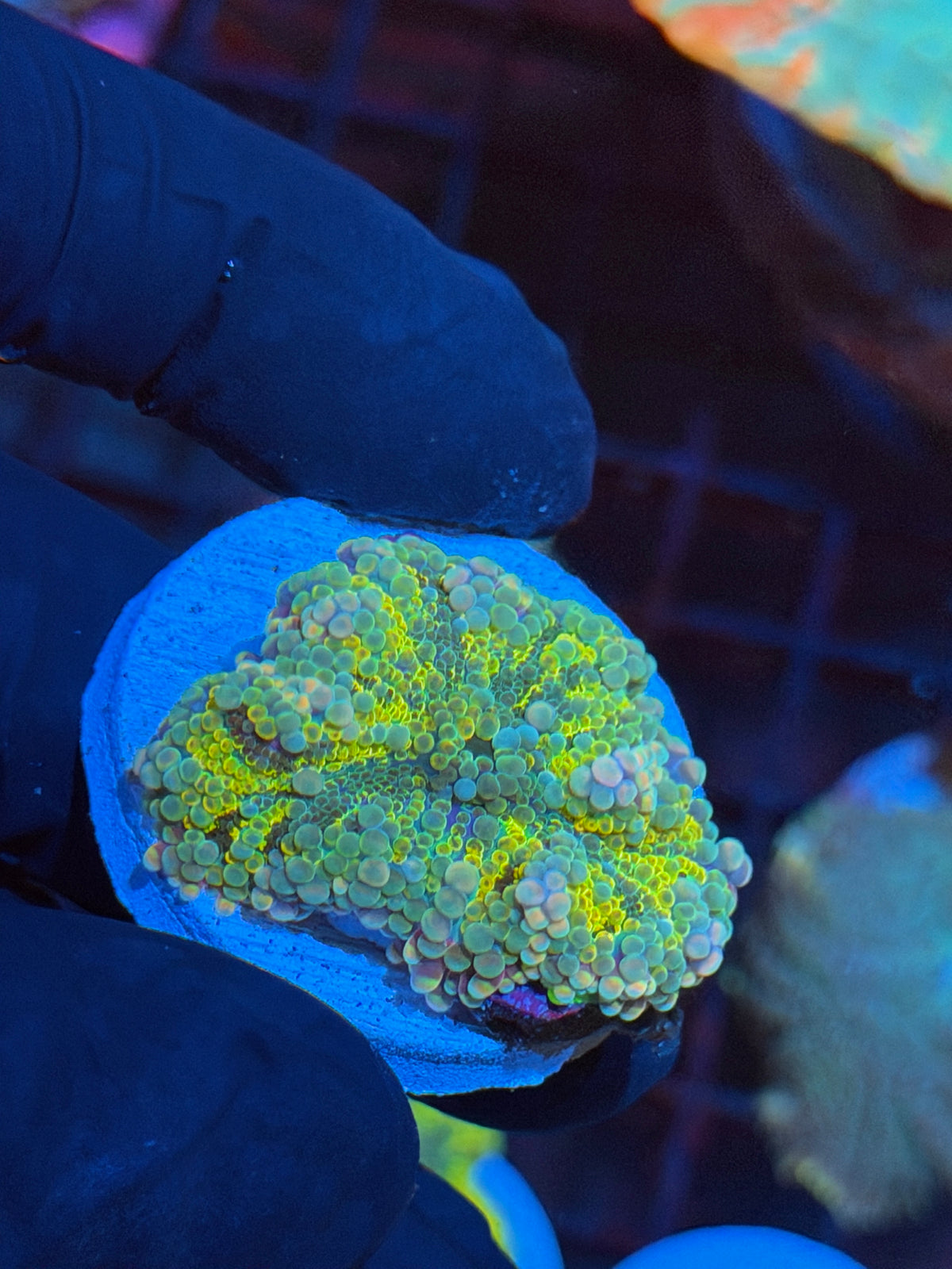 JEA  Rainbow Unicorn Yuma Mushroom Coral 11/2