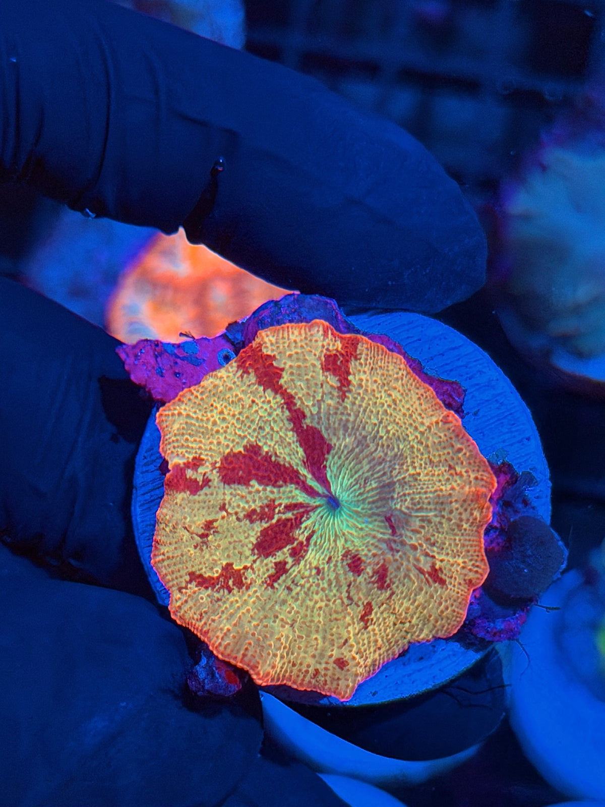 Insane Eclectus Mushroom Coral XL 11/2