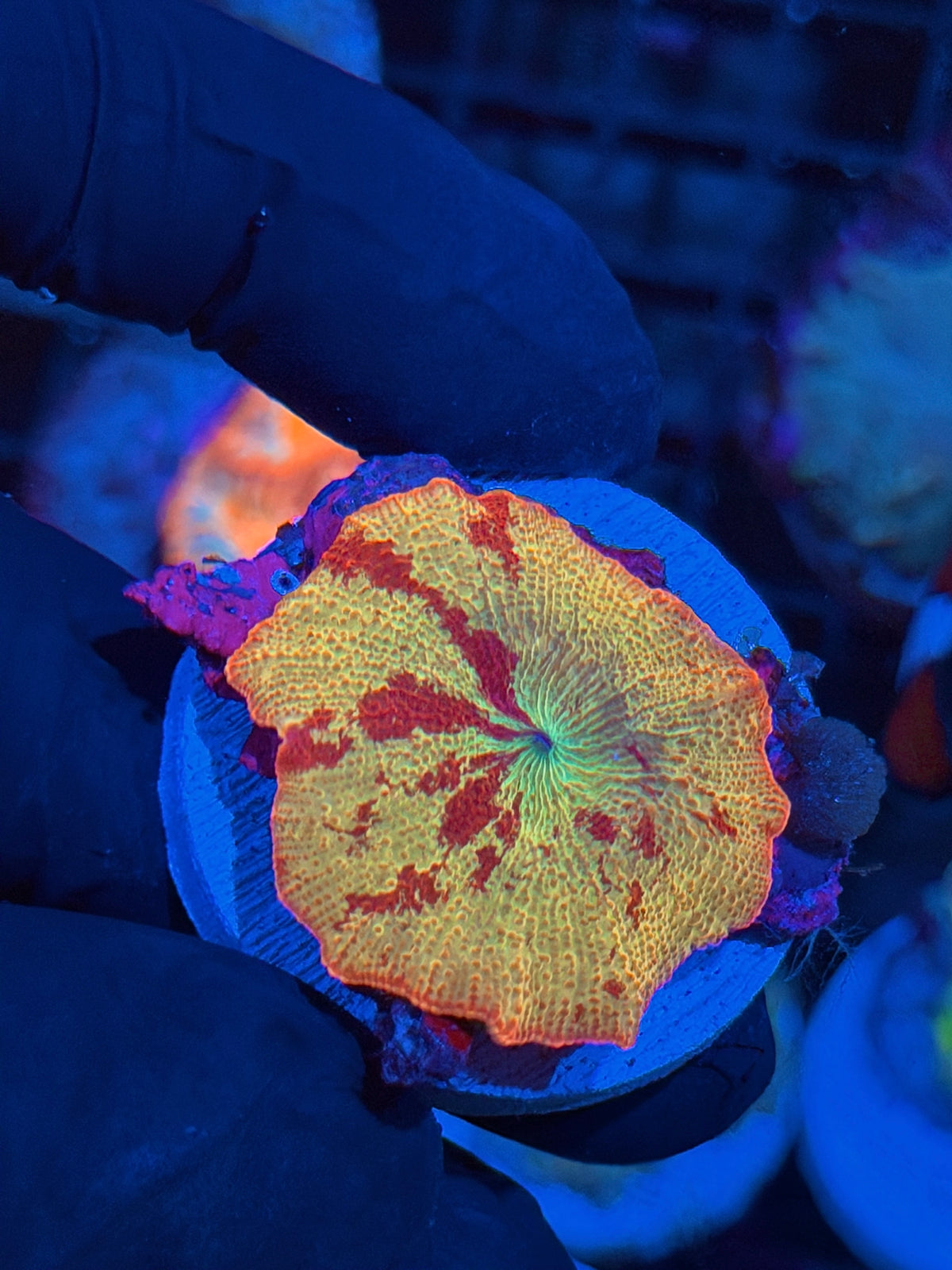 Insane Eclectus Mushroom Coral XL 11/2