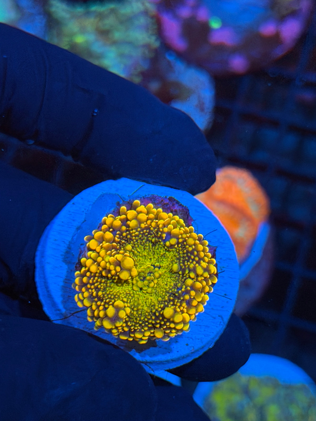 JEA Dough Girl Yuma Mushroom Coral 11/2
