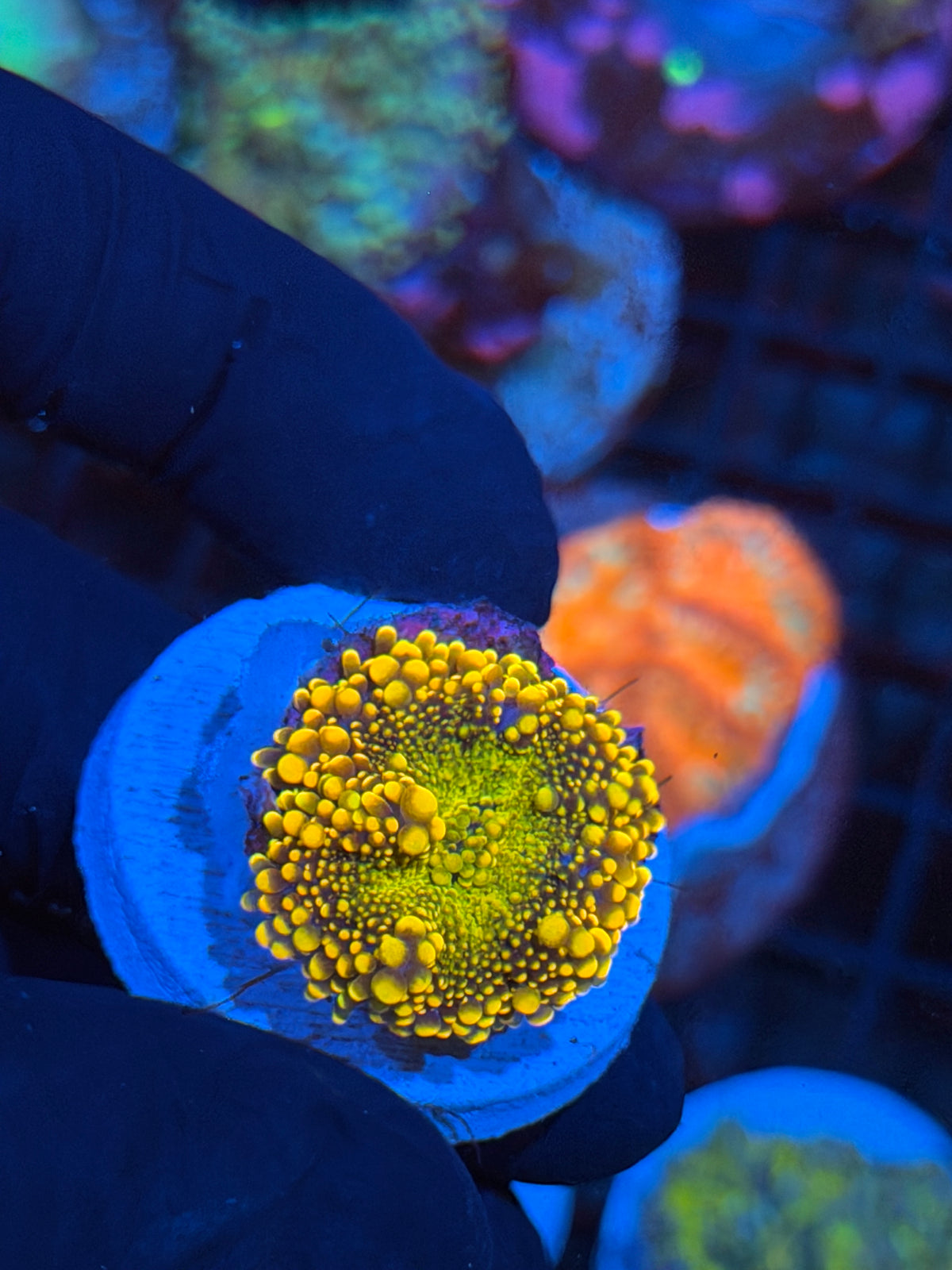 JEA Dough Girl Yuma Mushroom Coral 11/2