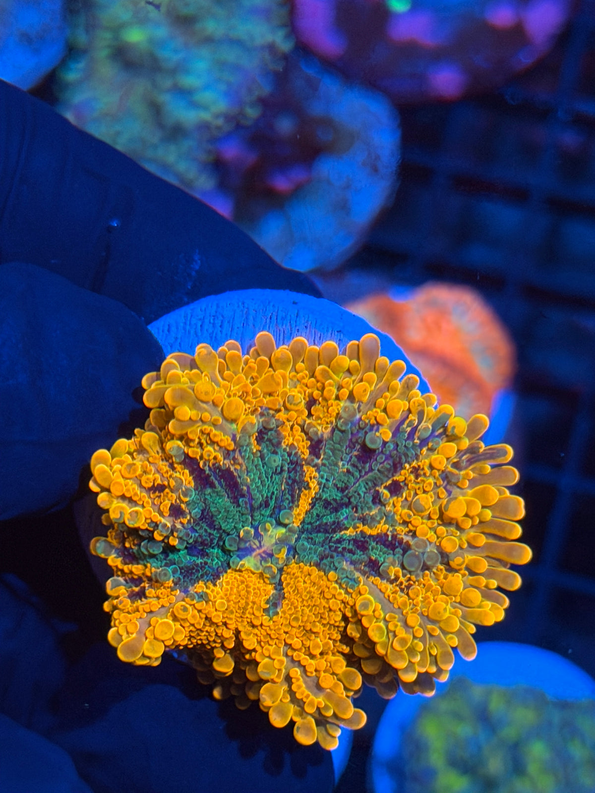 JEA Emperors Paradox Yuma Mushroom Coral XXL 11/2