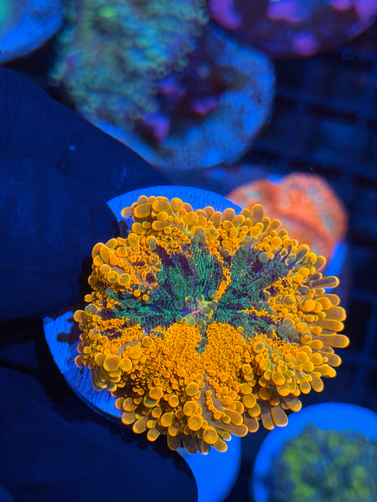JEA Emperors Paradox Yuma Mushroom Coral XXL 11/2