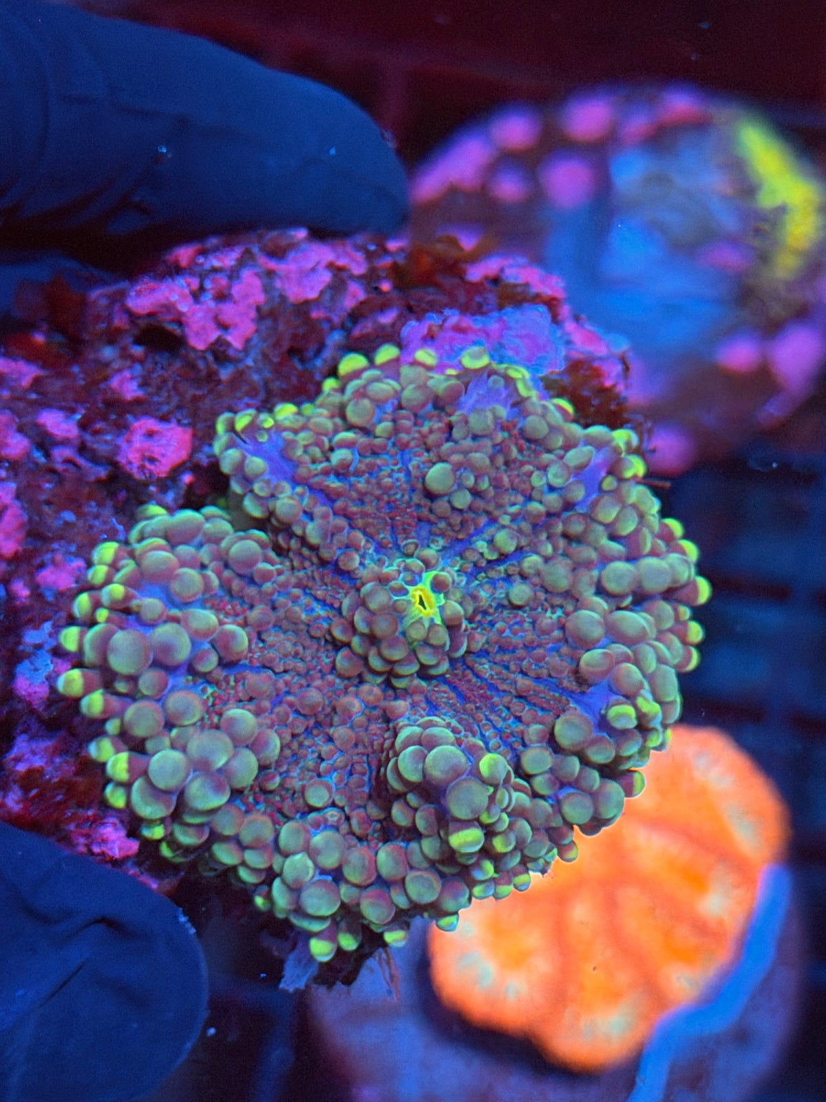 JEA Midnight Moon Yuma Mushroom Coral XL 11/1