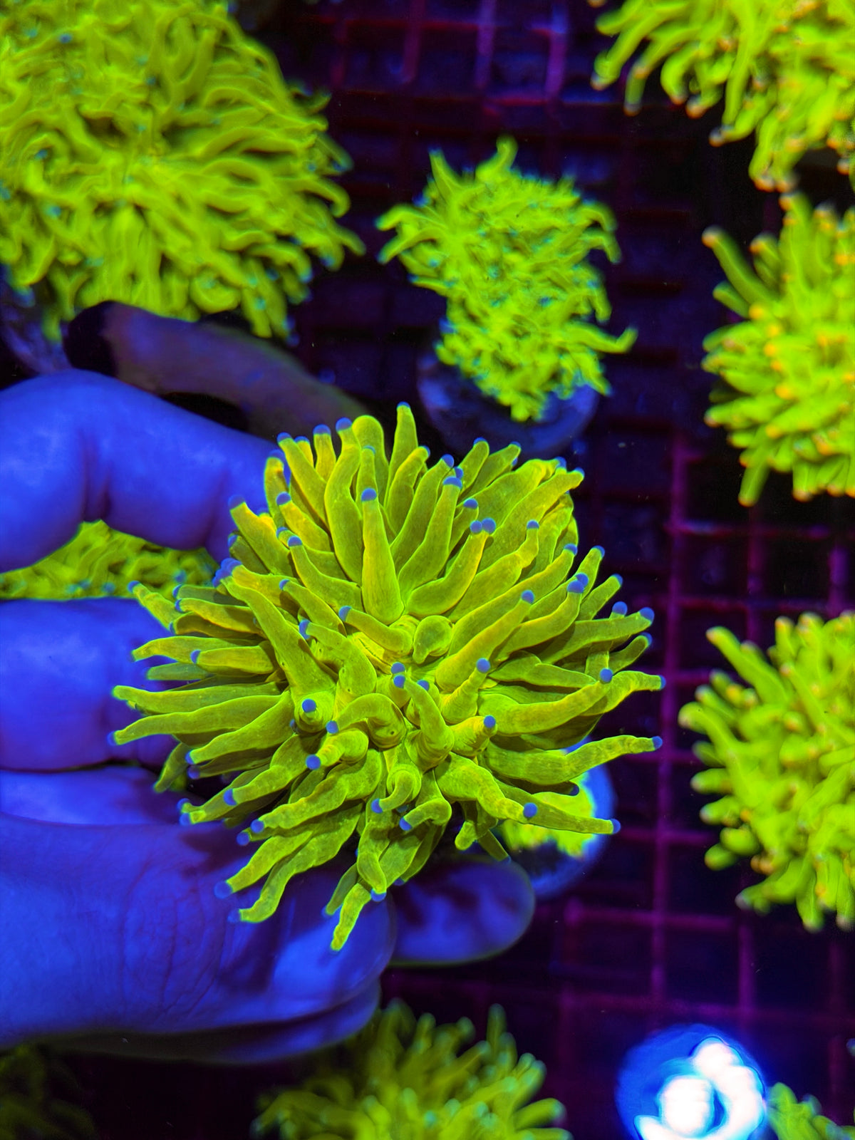 JEA Malaysian Holy Grail Torch Coral 1 XL Heads 11/1