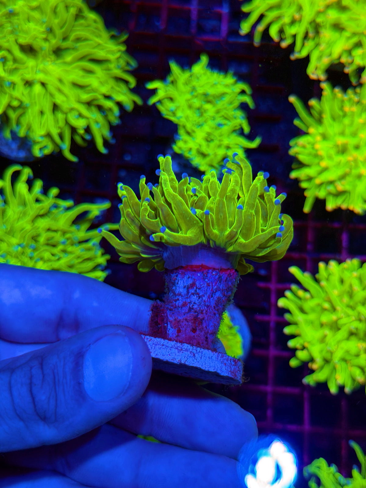 JEA Malaysian Holy Grail Torch Coral 1 XL Heads 11/1