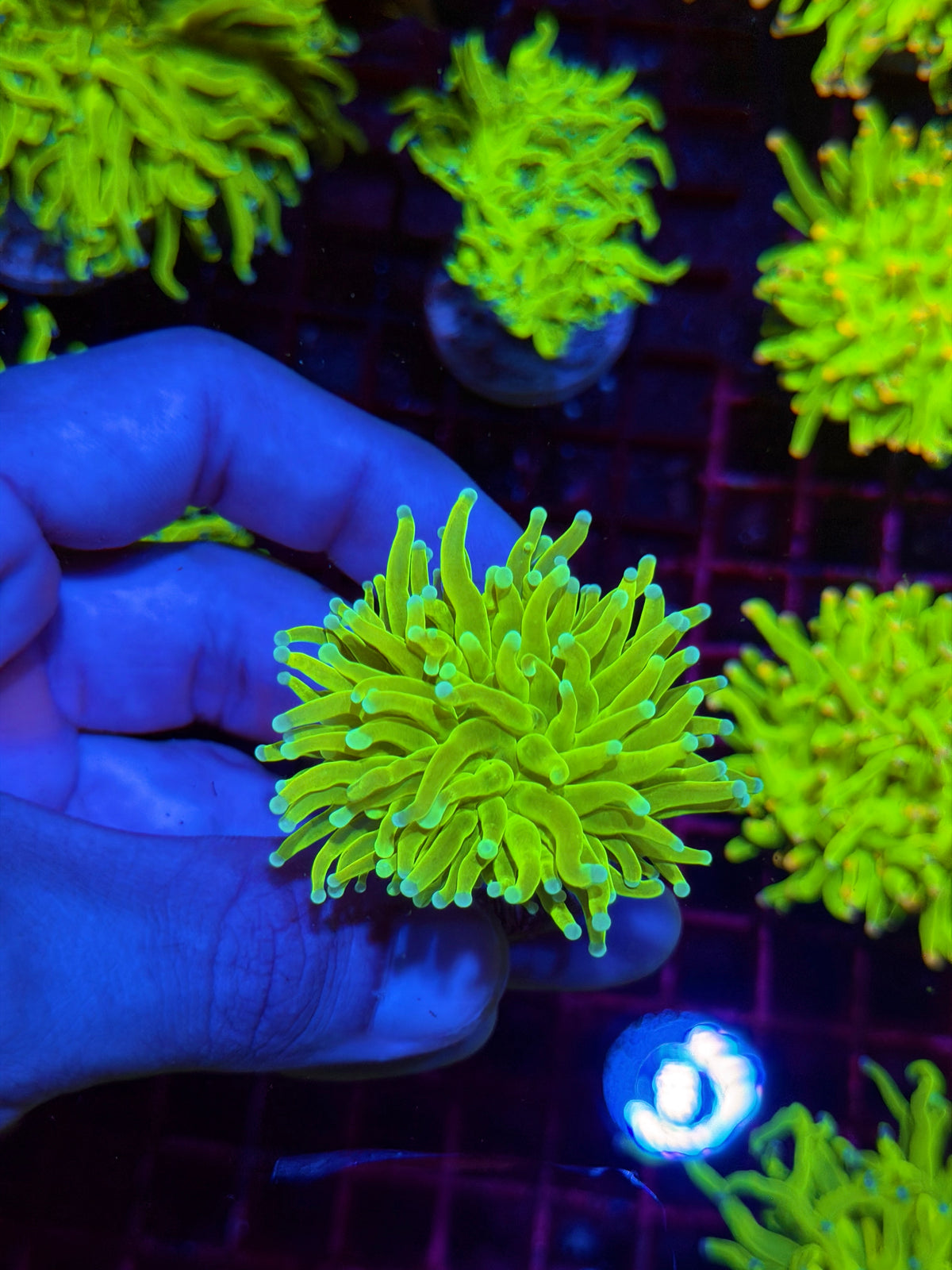 JEA Frost Bite Holy Grail Torch Coral 1 XL Head Splitting 11/2