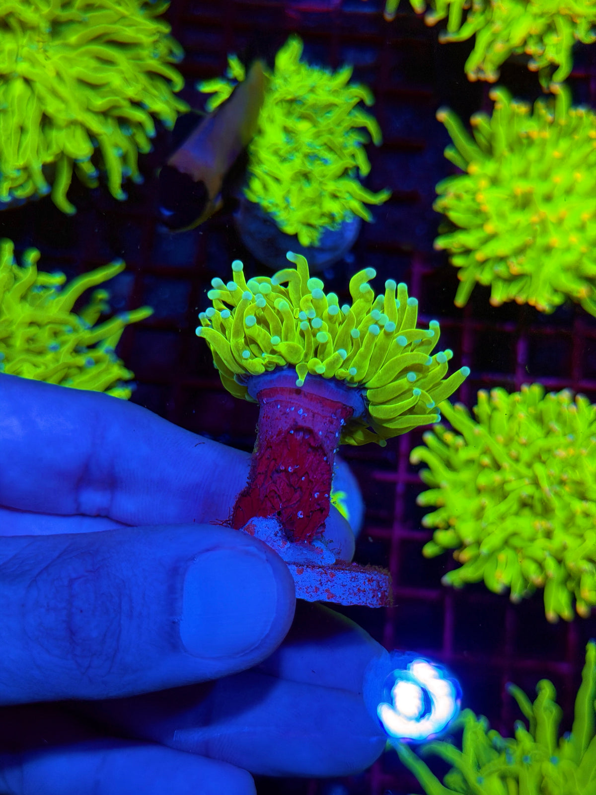 JEA Frost Bite Holy Grail Torch Coral 1 XL Head Splitting 11/2