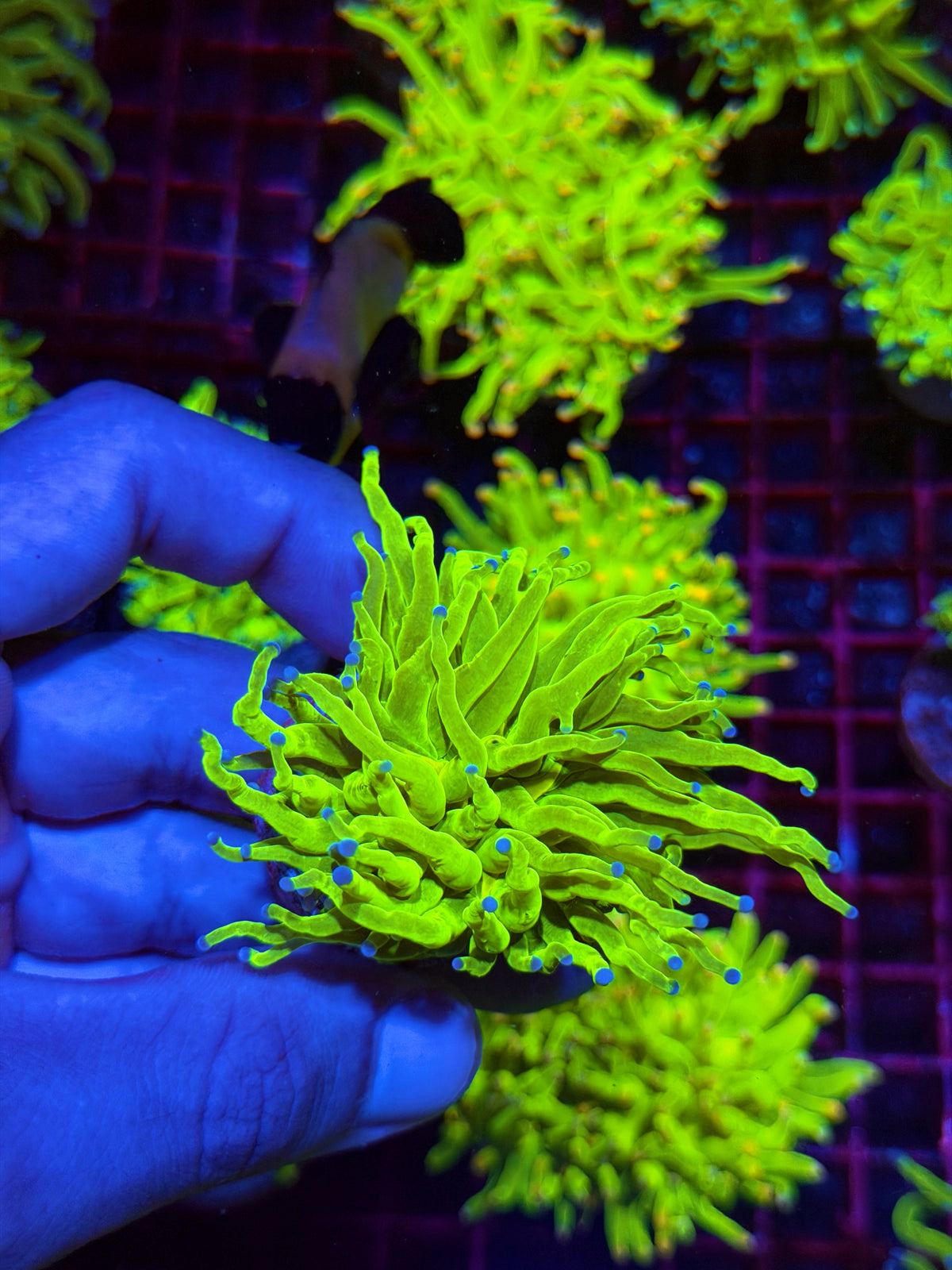JEA Holy Grail Torch Coral 1 XL Head 11/2