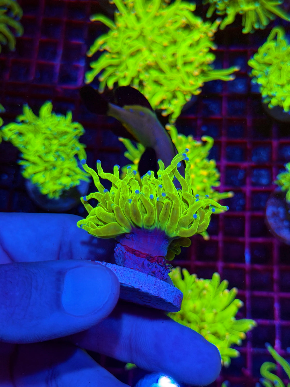 JEA Holy Grail Torch Coral 1 XL Head 11/2