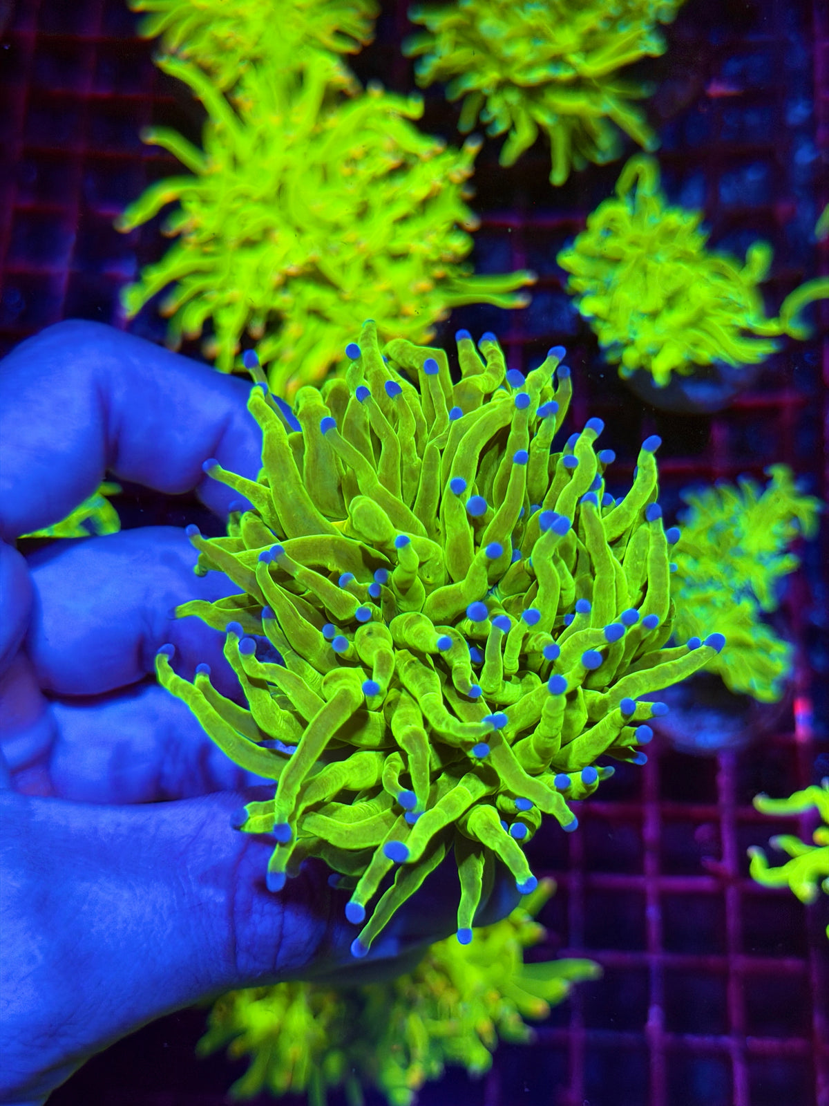 JEA Malaysian Holy Grail Torch Coral 1 XXL Head Splitting 11/1