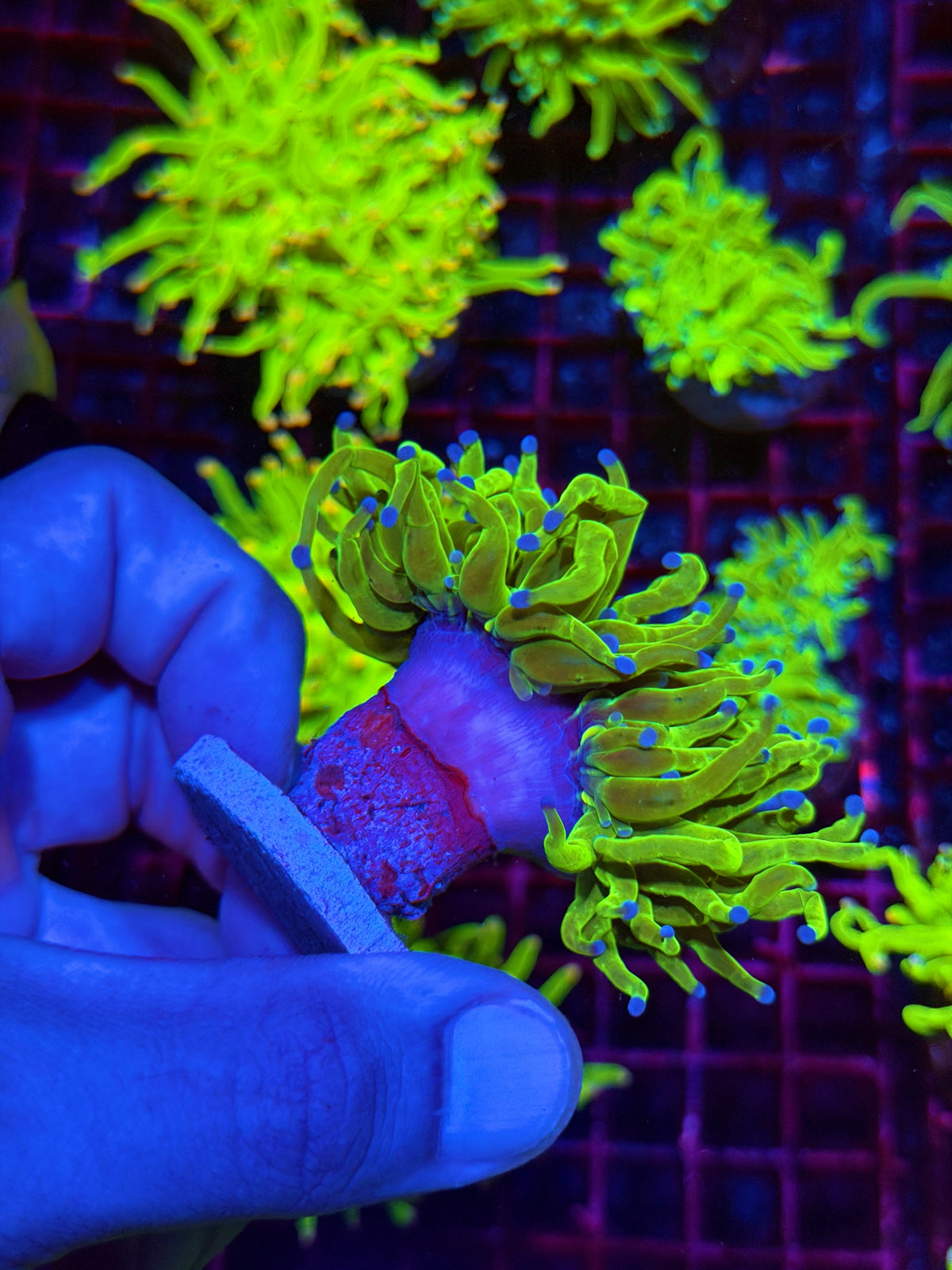 JEA Malaysian Holy Grail Torch Coral 1 XXL Head Splitting 11/1