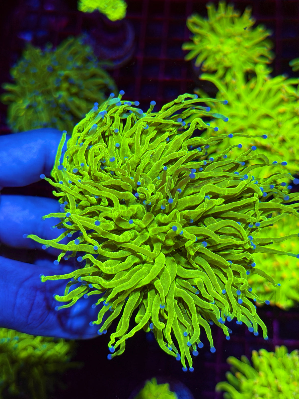 JEA Holy Grail Torch Coral 3 Heads Splitting Show Piece XXXL 11/2