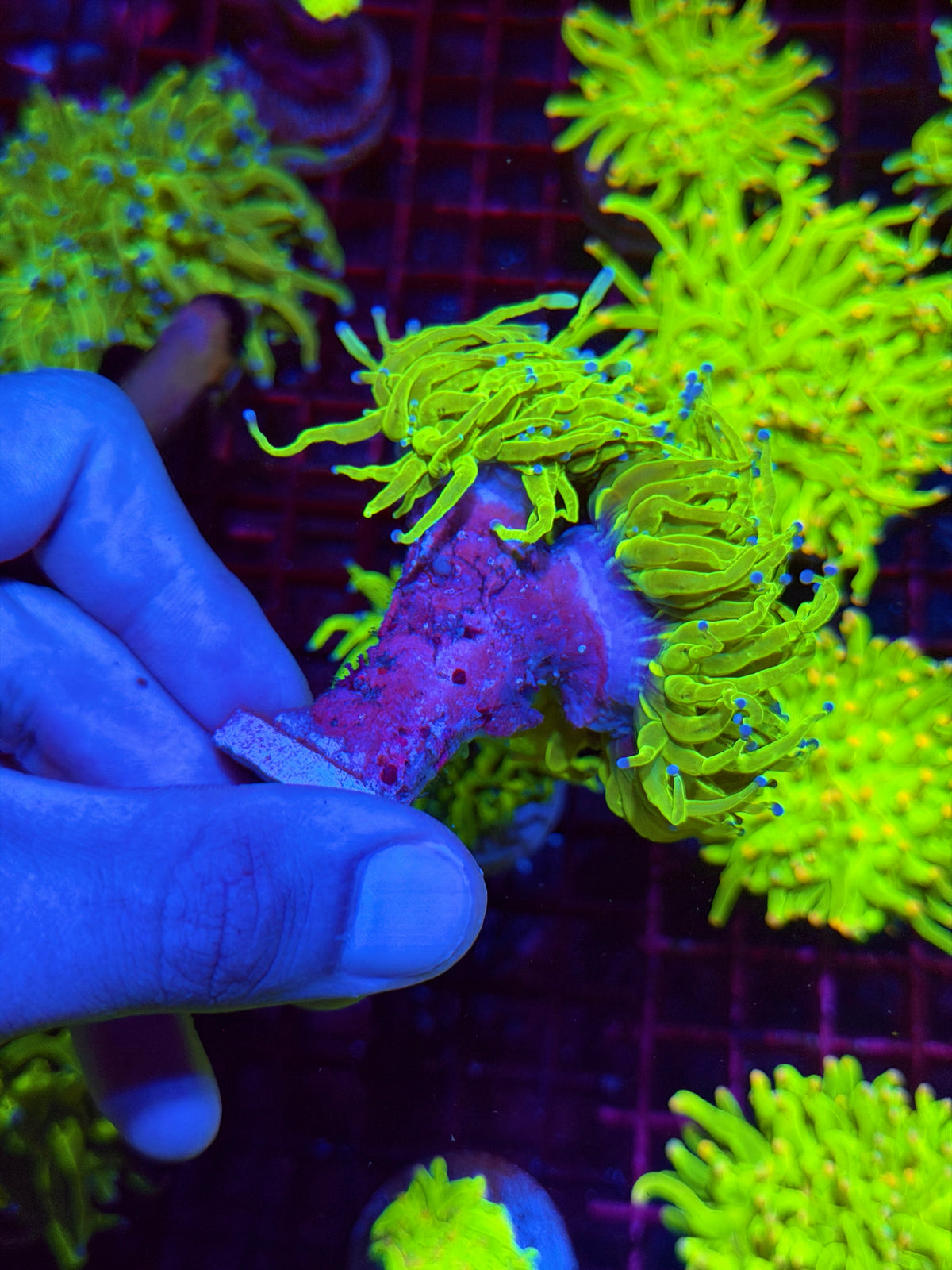 JEA Holy Grail Torch Coral 3 Heads Splitting Show Piece XXXL 11/2