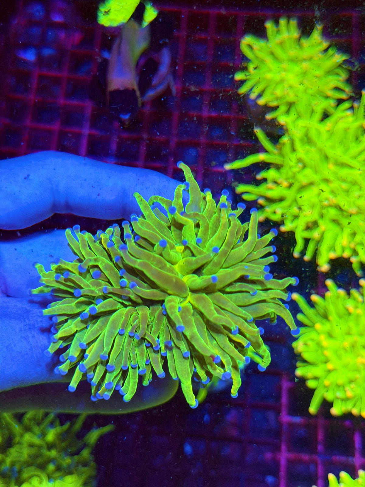 JEA Grinch Holy Grail Torch Coral 2 Heads XL 11/2