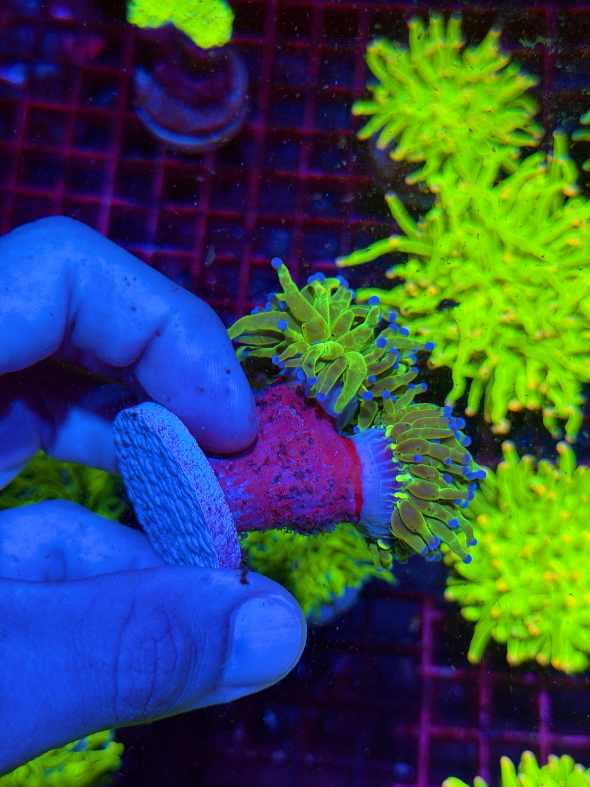 JEA Grinch Holy Grail Torch Coral 2 Heads XL 11/2