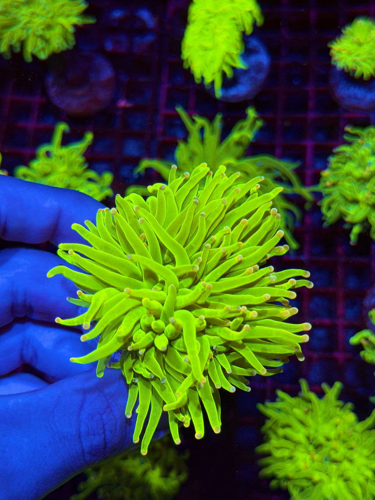 JEA Care Bears Holy Grail Torch Coral XXL Splitting Cluster 11/1