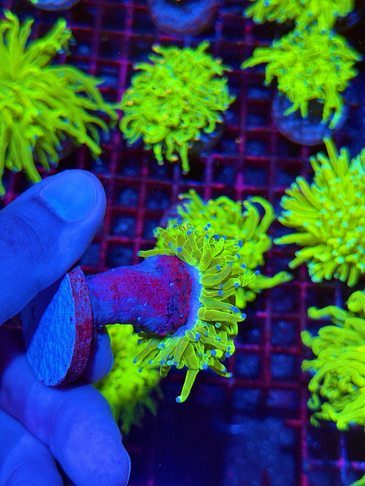 JEA Holy Grail Torch Coral 1 XL Head 11/2