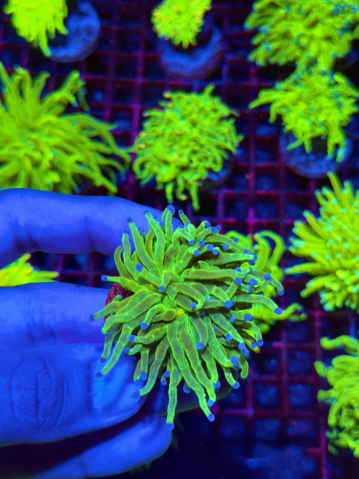 JEA Glitter Holy Grail Torch Coral 1 XL Head 11/1