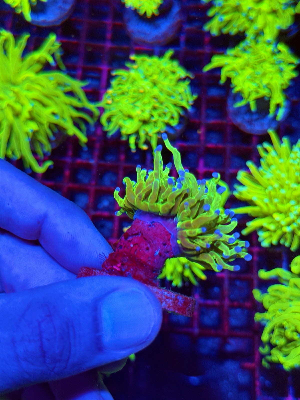 JEA Glitter Holy Grail Torch Coral 1 XL Head 11/1