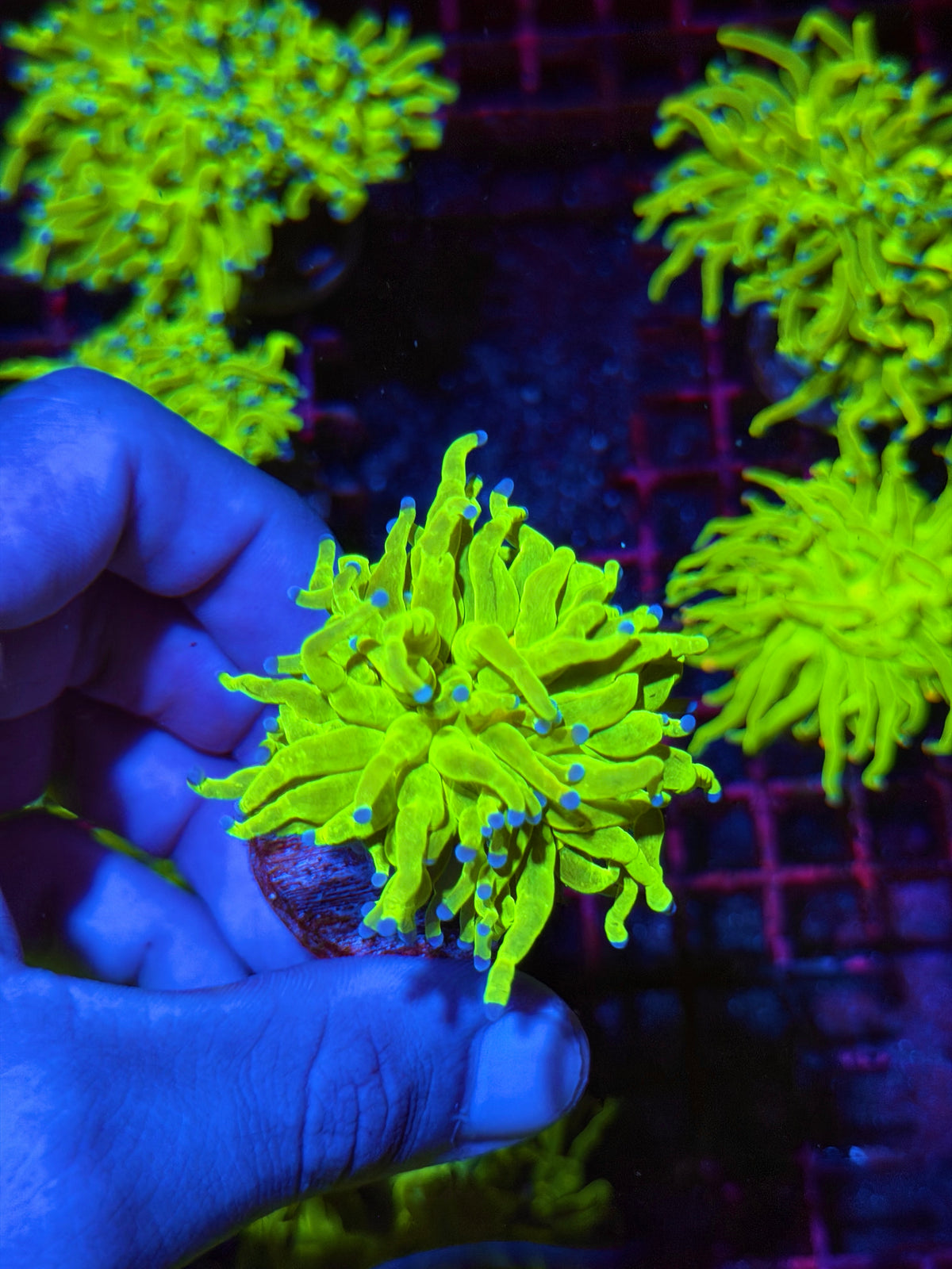 JEA Holy Grail Torch Coral 1 XL Head 11/1