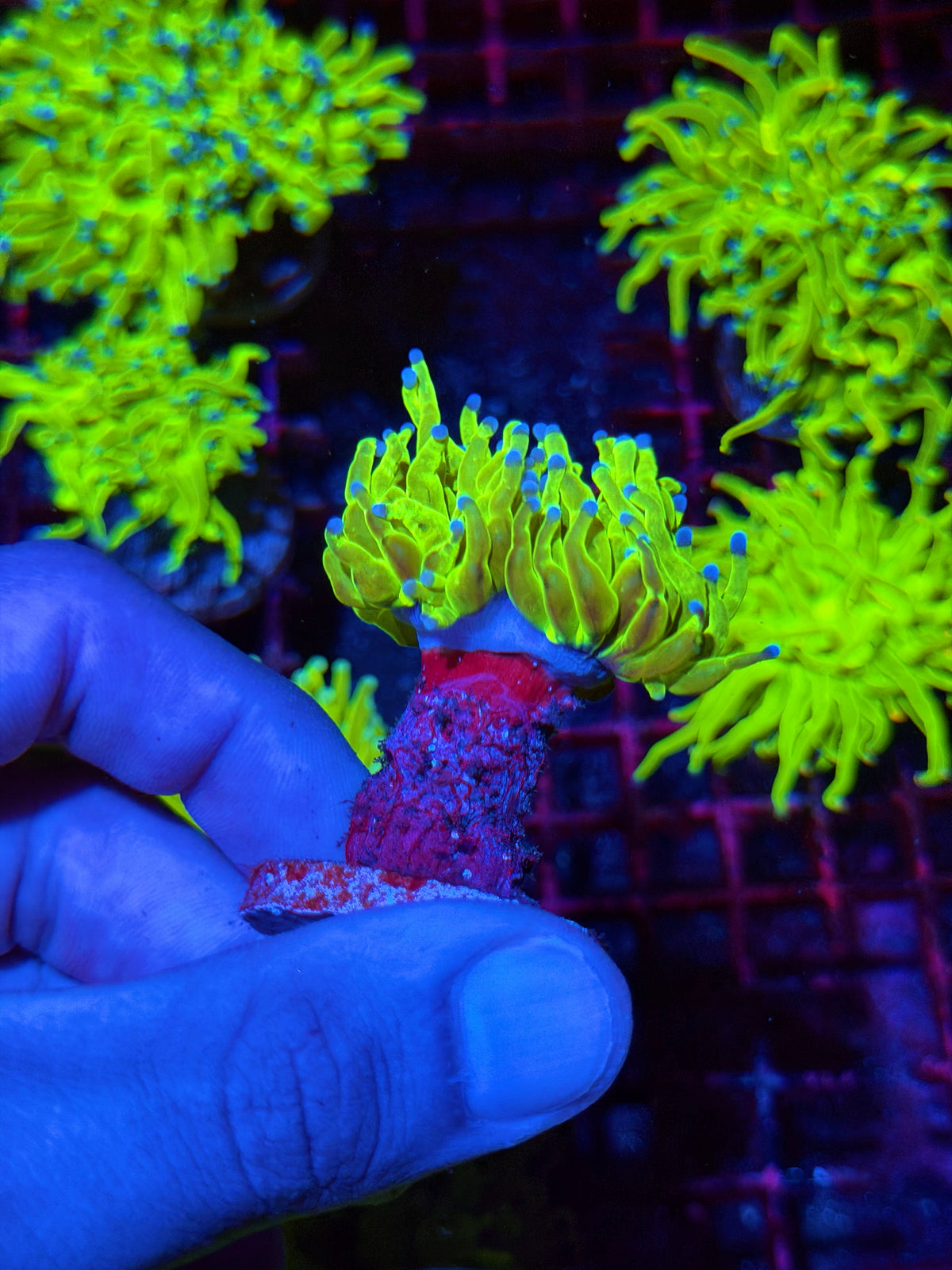 JEA Holy Grail Torch Coral 1 XL Head 11/1