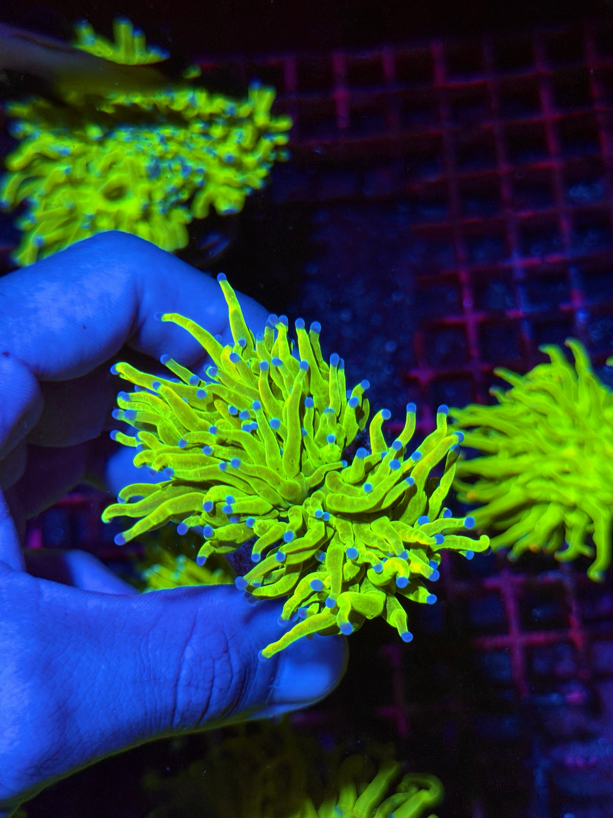 JEA Holy Grail Torch Coral 2 Heads Splitting XL 11/2