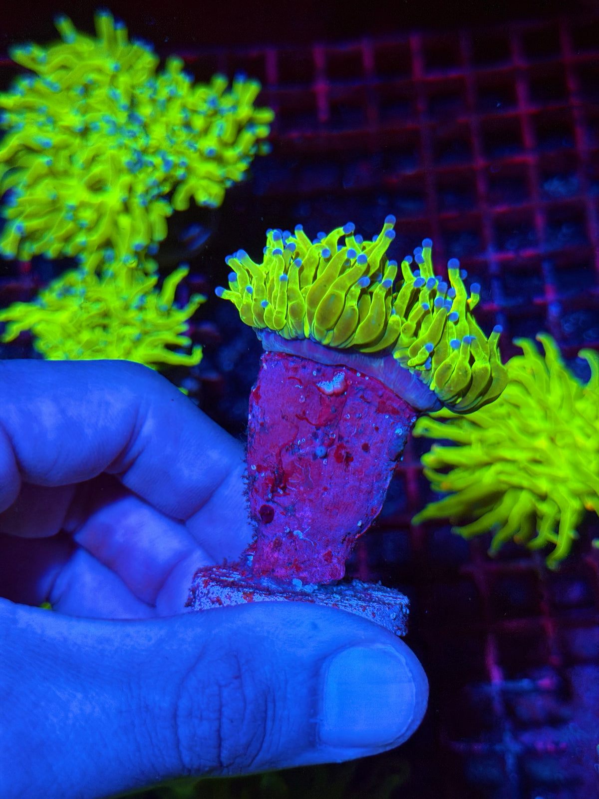JEA Holy Grail Torch Coral 2 Heads Splitting XL 11/2