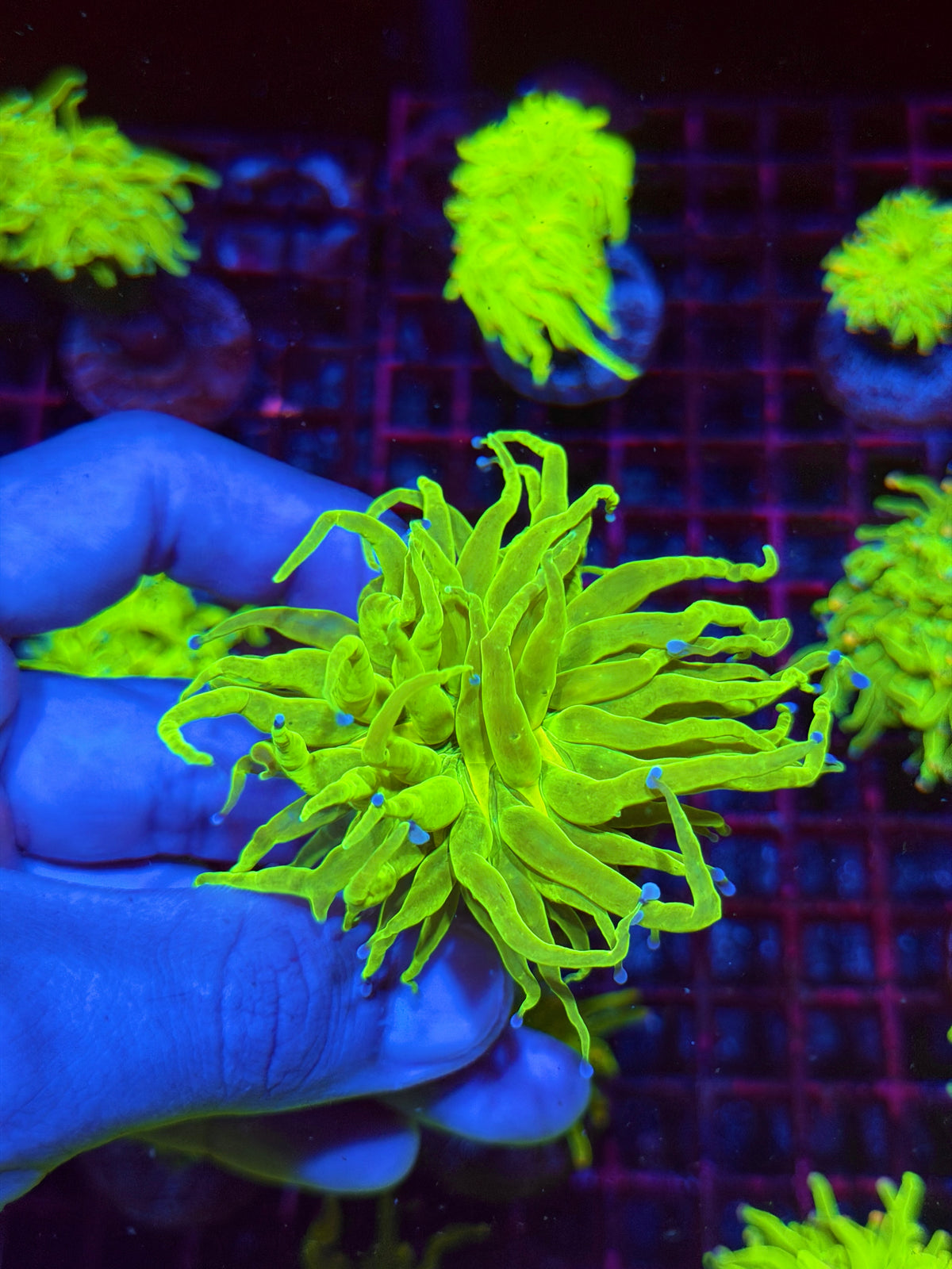 JEA Holy Grail Torch Coral 1 Head XL 11/1