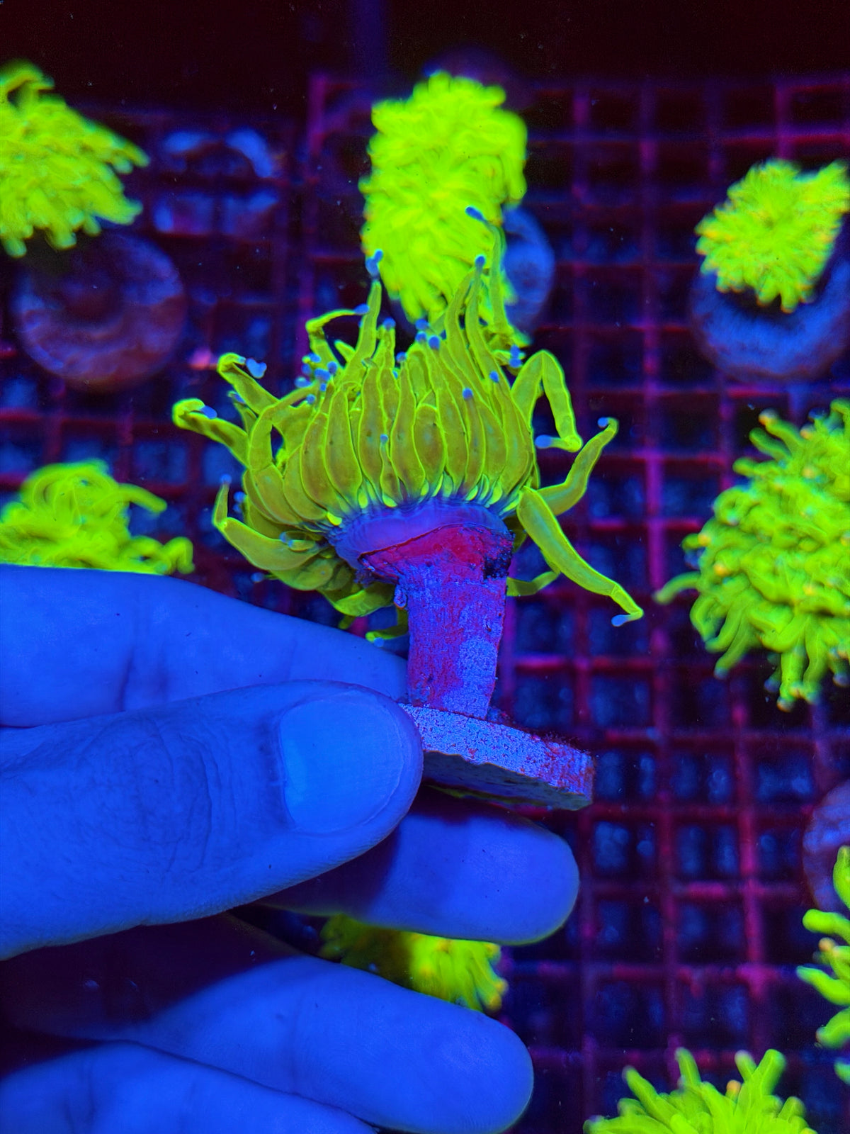 JEA Holy Grail Torch Coral 1 Head XL 11/1