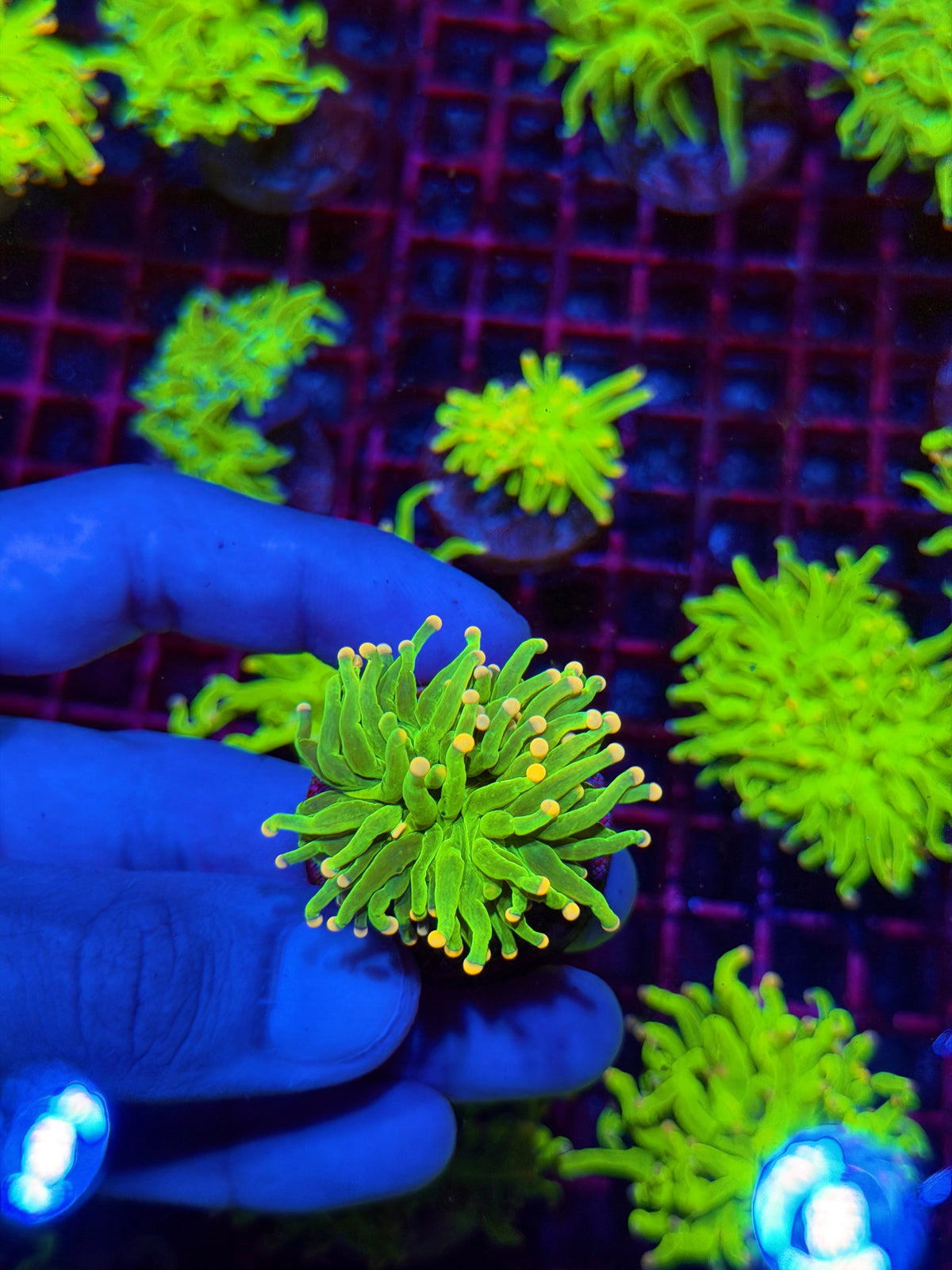 JEA Jelly Bean Torch Coral 1 XL Head 11/2