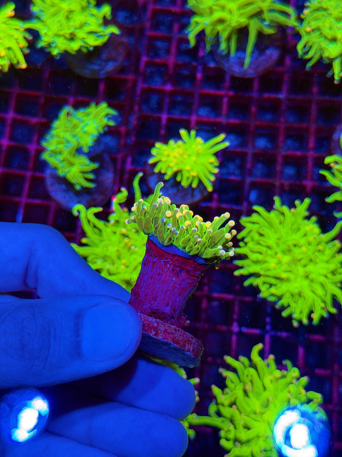 JEA Jelly Bean Torch Coral 1 XL Head 11/2
