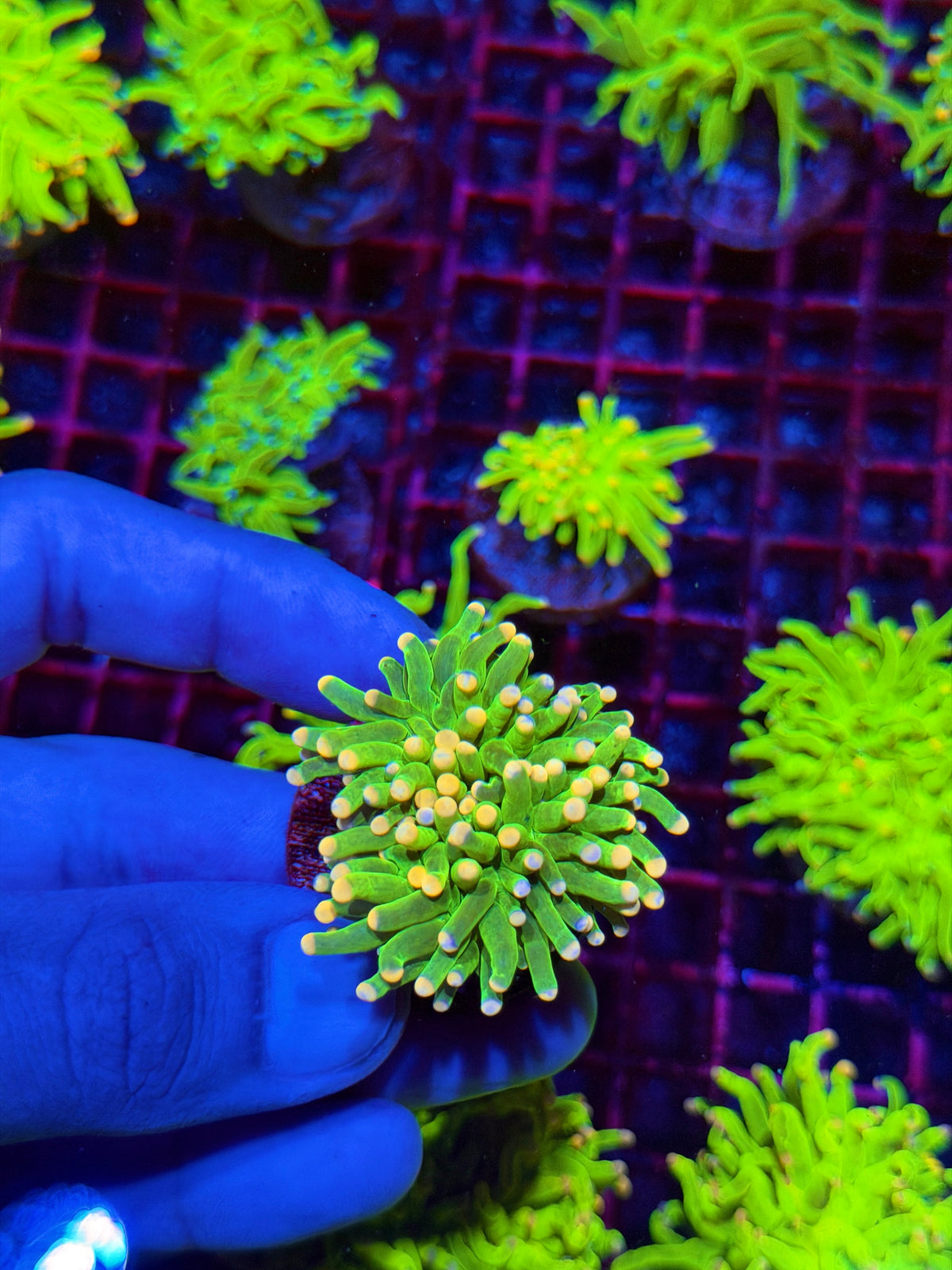 JEA Jelly Bean Holy Grail Torch Coral 1 XL Head 11/1
