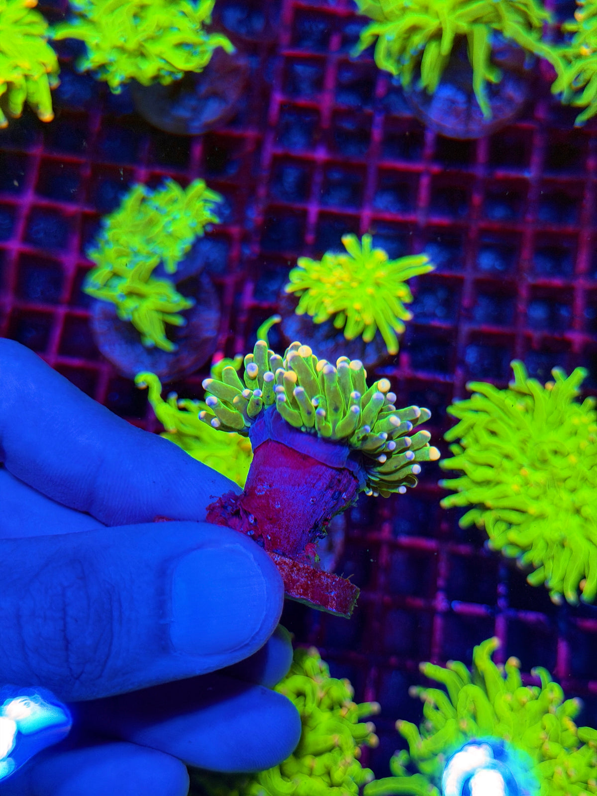 JEA Jelly Bean Holy Grail Torch Coral 1 XL Head 11/1
