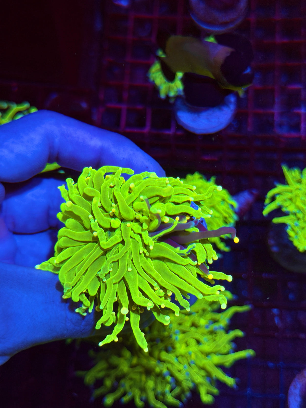 JEA Grafted Holy Grail torch Coral 1 XXL Head Splitting Collectors Piece 11/1