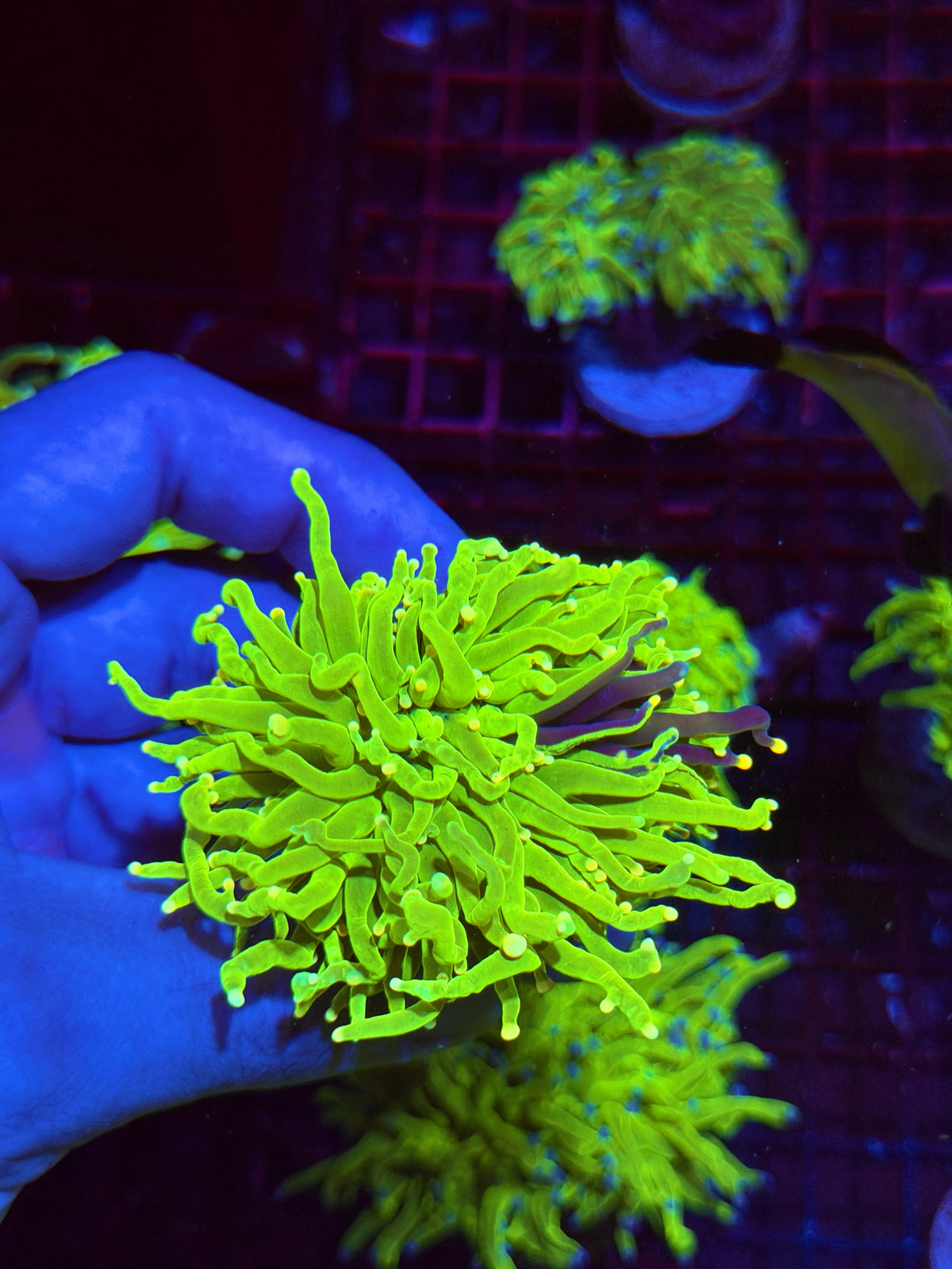 JEA Grafted Holy Grail torch Coral 1 XXL Head Splitting Collectors Piece 11/1
