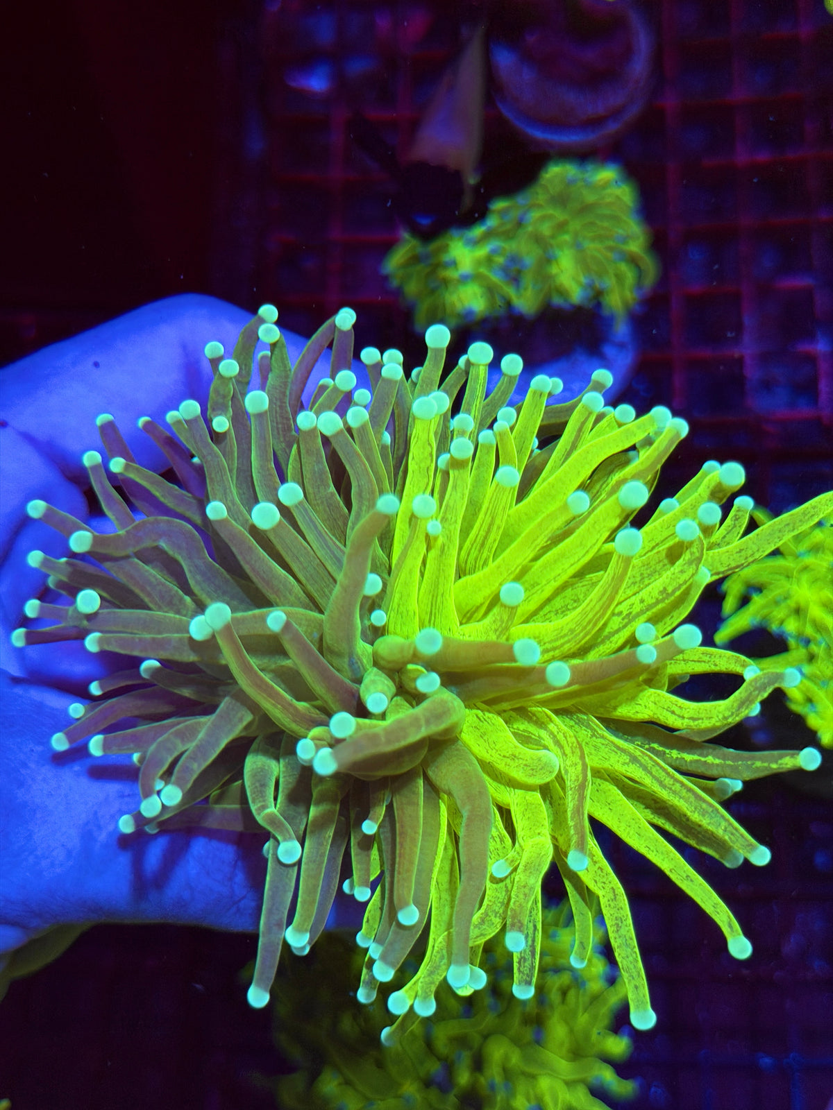JEA Grafted Master Holy Grail Torch Coral 50/50 Perfect Split Collectors Piece 11/2