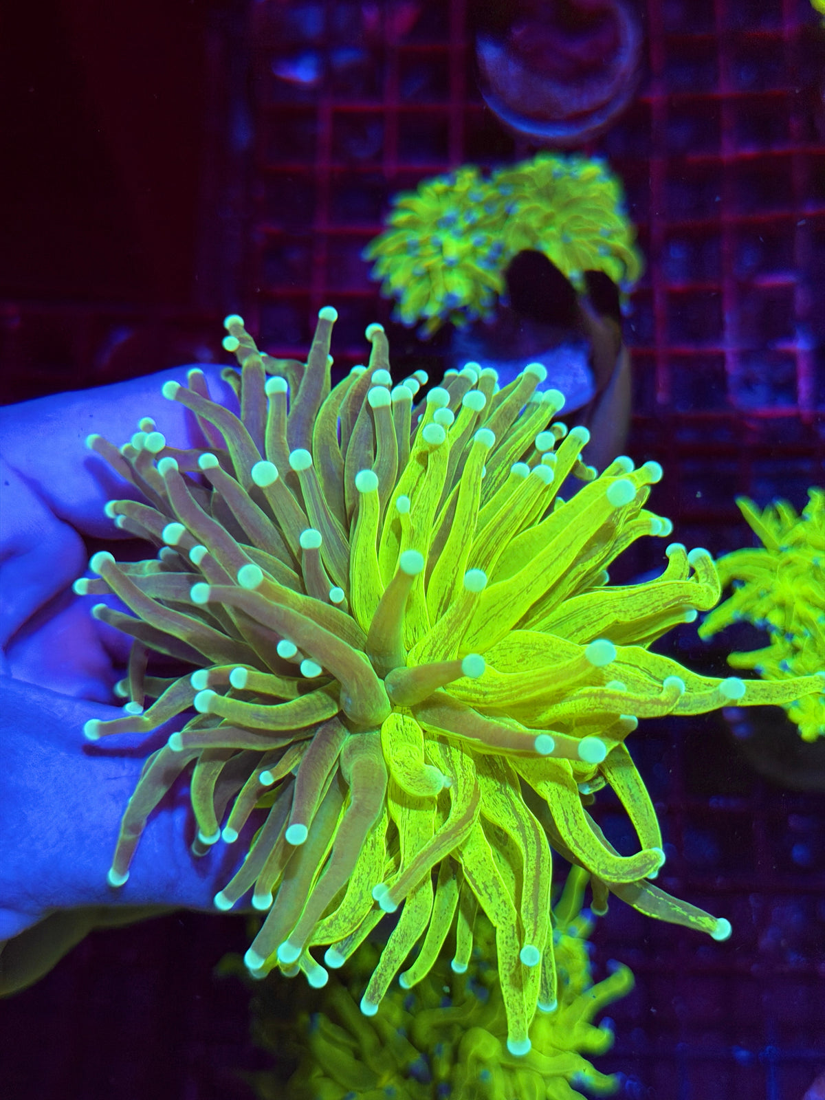 JEA Grafted Master Holy Grail Torch Coral 50/50 Perfect Split Collectors Piece 11/2