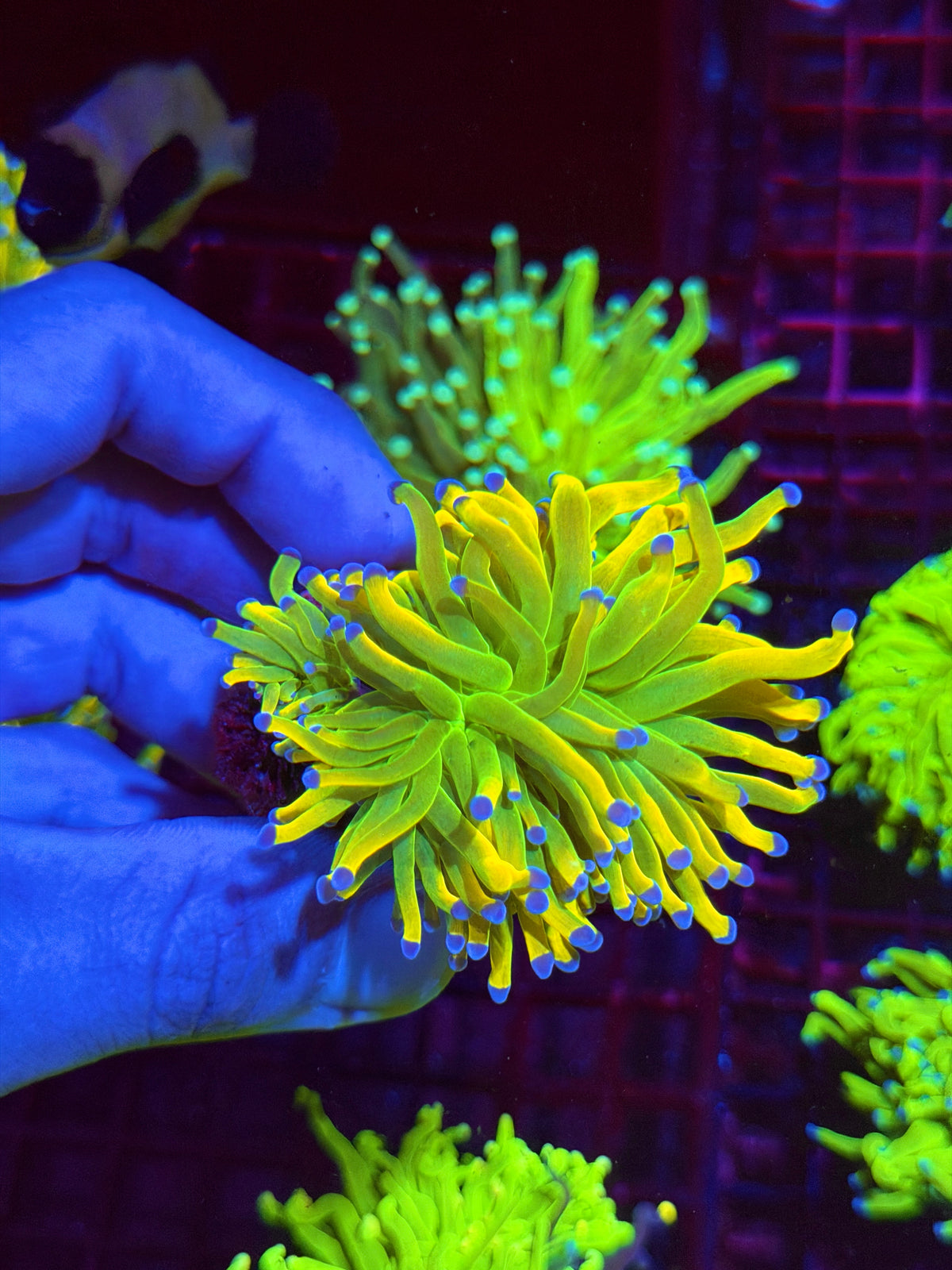 CC24K Holy Grail Torch Coral 2 Heads XL 11/2