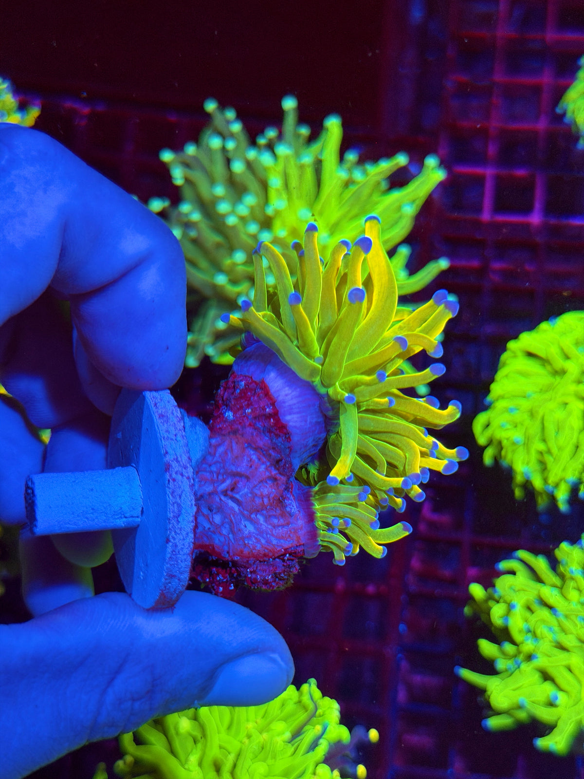 CC24K Holy Grail Torch Coral 2 Heads XL 11/2
