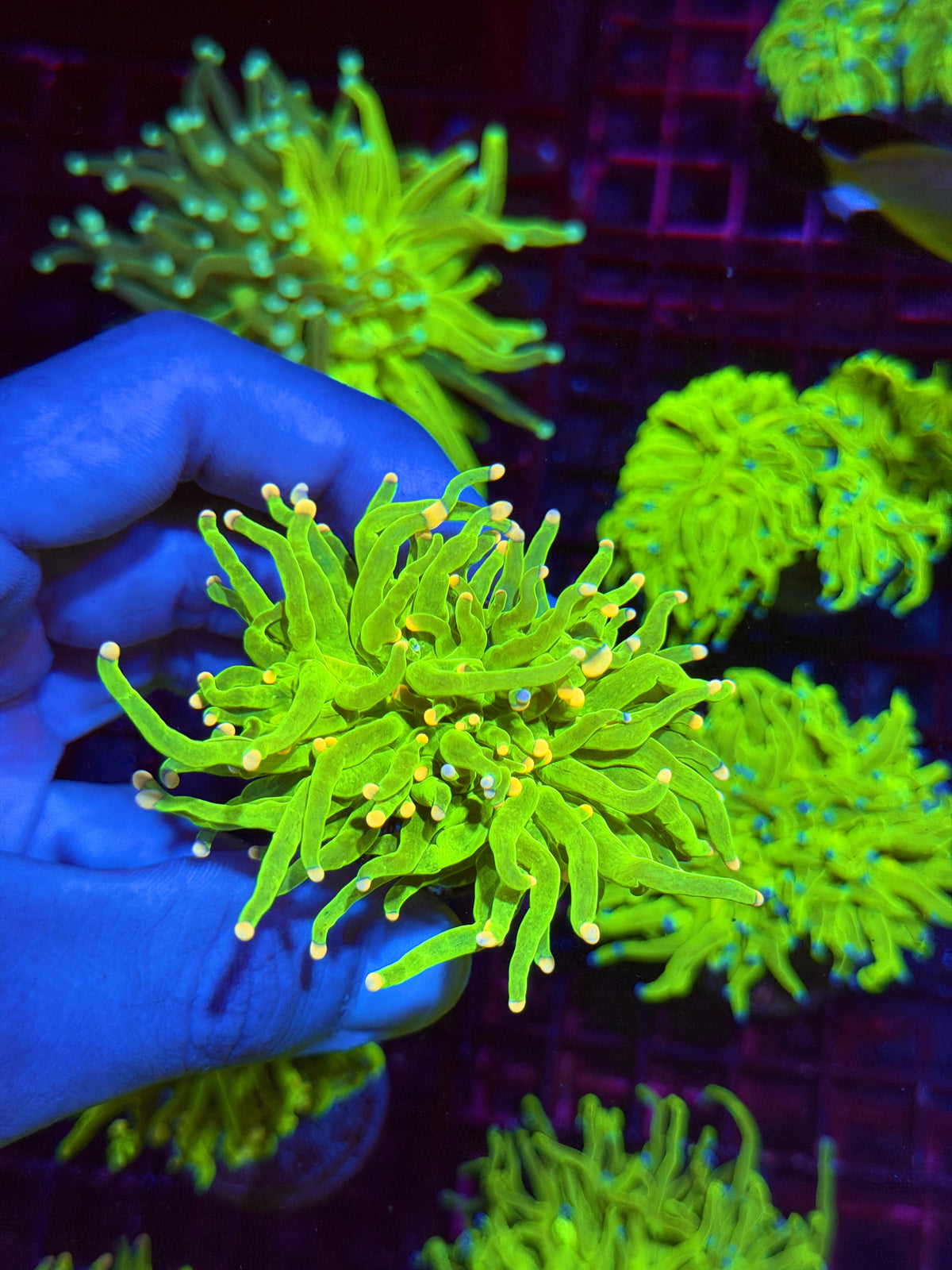 JEA Jelly Bean Holy Grail Torch Coral 2 heads Splitting XL 11/2