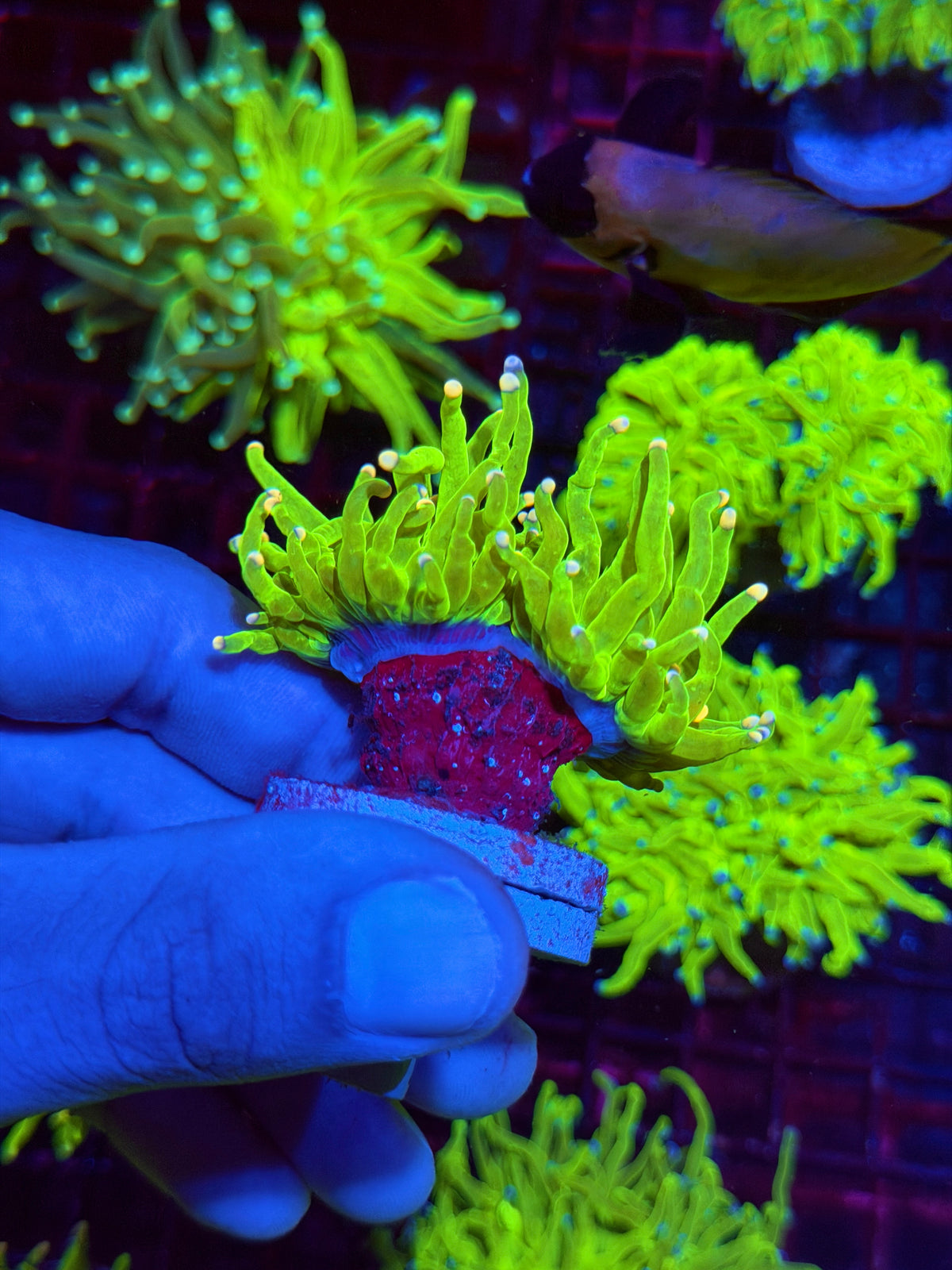 JEA Jelly Bean Holy Grail Torch Coral 2 heads Splitting XL 11/2