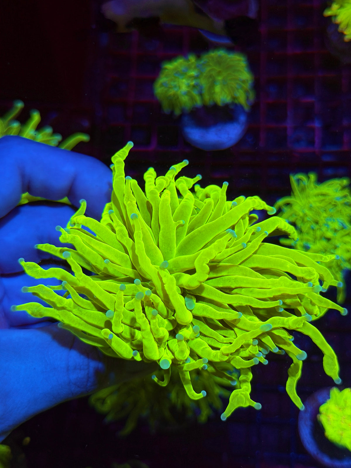 JEA Frostbite Holy grail Torch Coral 1 XXL Head Splitting 11/2