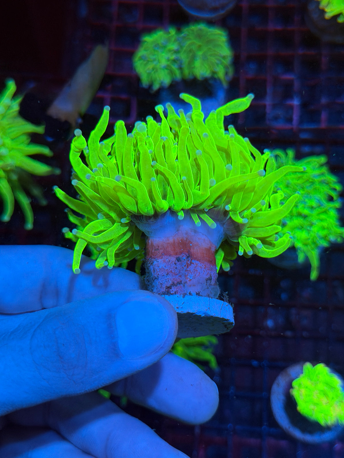 JEA Frostbite Holy grail Torch Coral 1 XXL Head Splitting 11/2