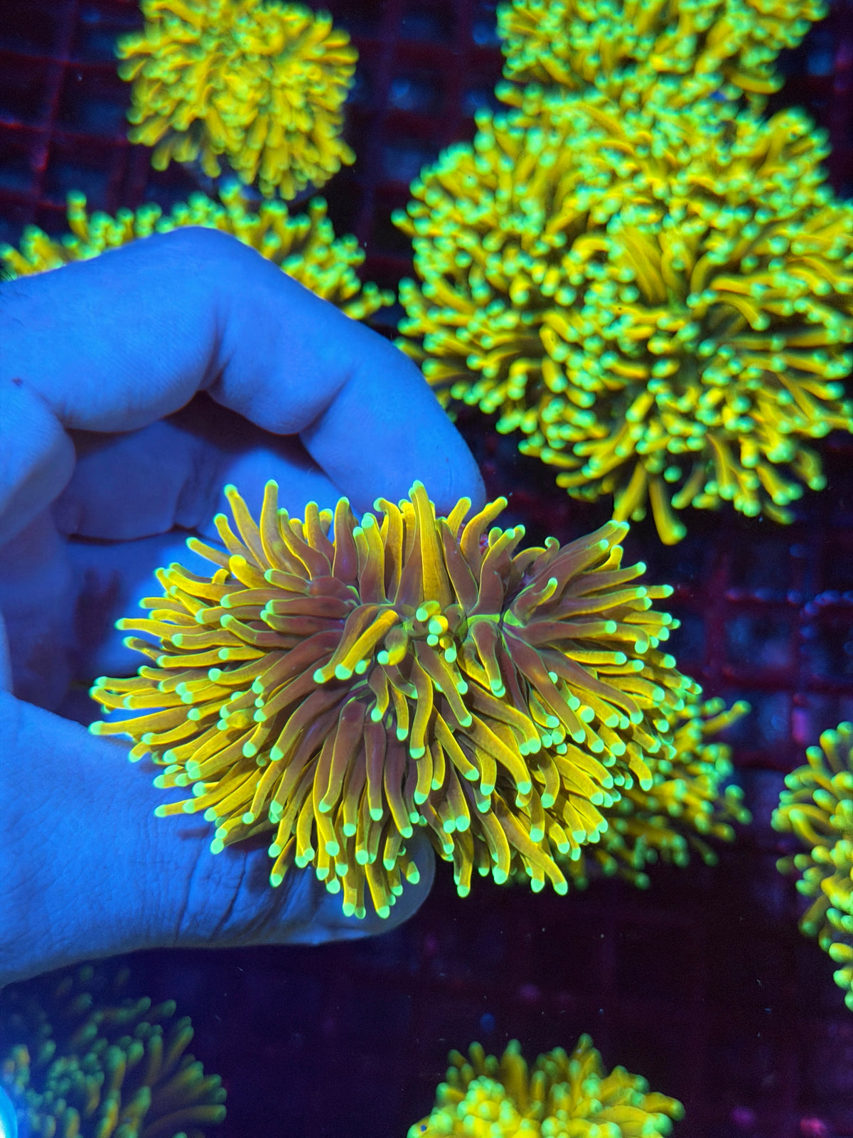 JEA Malaysian Sun God Torch Coral 2 Heads Splitting to 3 Collectors Piece 11/2