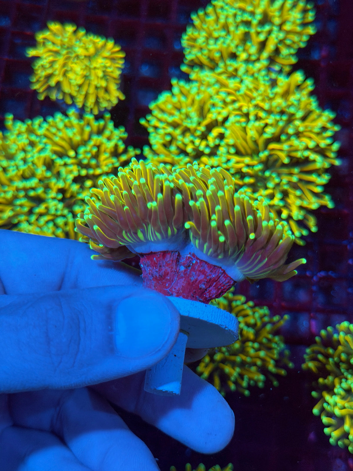 JEA Malaysian Sun God Torch Coral 2 Heads Splitting to 3 Collectors Piece 11/2